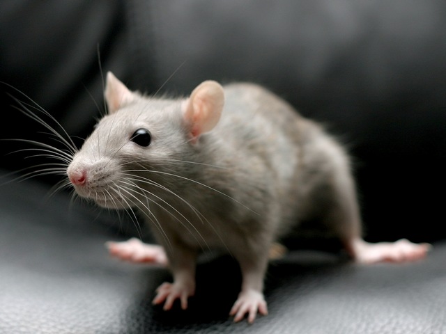 Все о крысах в Москве | ЗооТом портал о животных