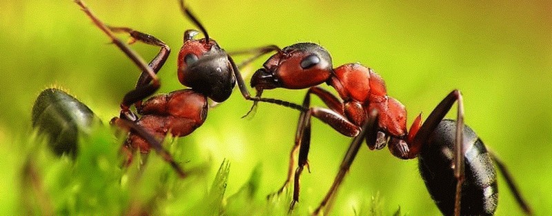 Все о муравьях в Москве | ЗооТом портал о животных