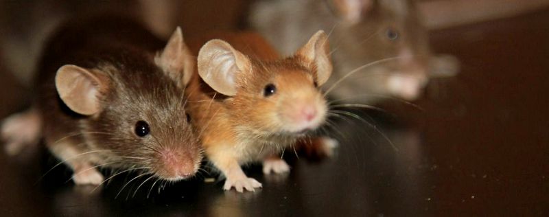 Все о мышах в Москве | ЗооТом - продажа, вязка и услуги для животных в Москве