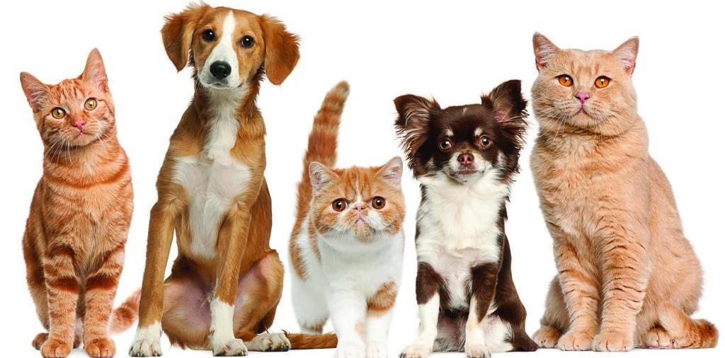 Доска объявлений о животных | ЗооТом - продажа, вязка и услуги для животных в Москве