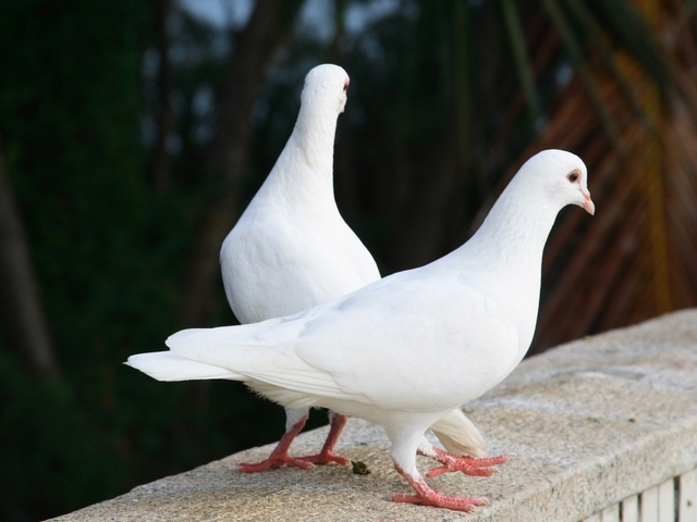 Все о голубях | ЗооТом - продажа, вязка и услуги для животных в Москве