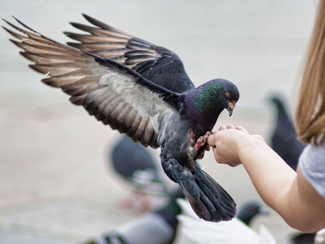 Все о голубях | ЗооТом - продажа, вязка и услуги для животных в Москве