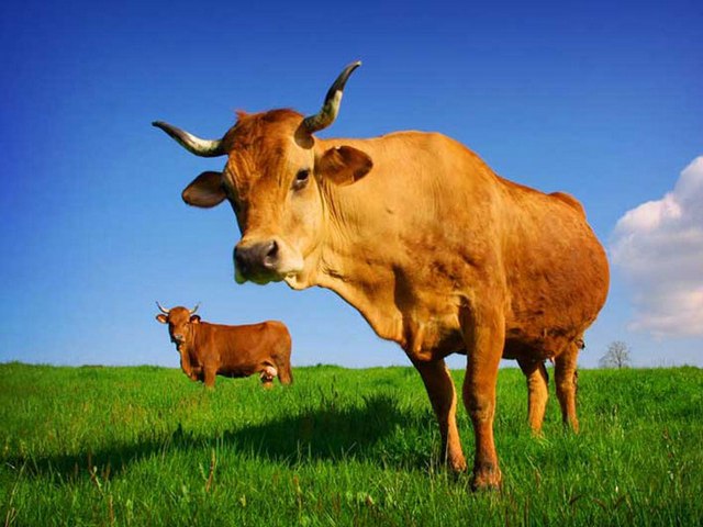 Все о коровах в Москве | ЗооТом портал о животных