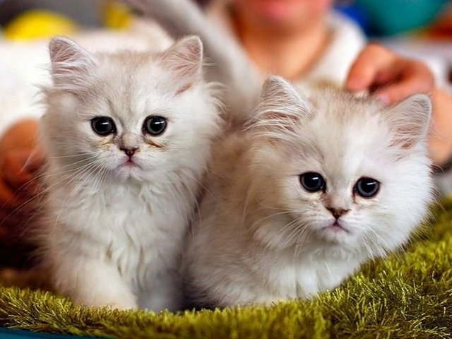 Породы кошек в Москве | ЗооТом портал о животных