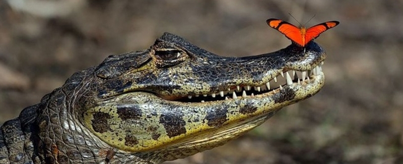 Все о крокодилах в Москве | ЗооТом портал о животных