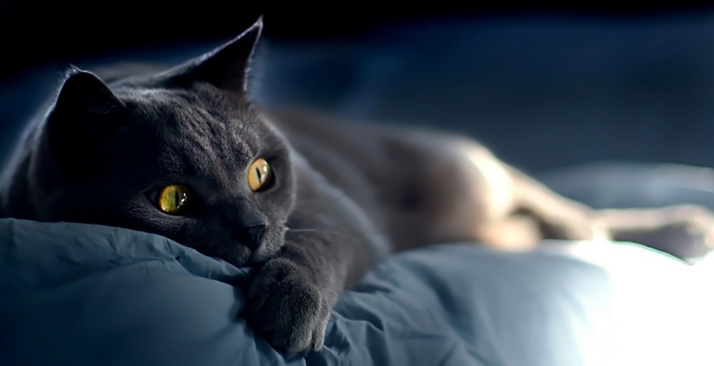 Объявления о кошках | ЗооТом - продажа, вязка и услуги для животных в Москве