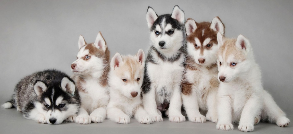 Объявления о собаках | ЗооТом - продажа, вязка и услуги для животных в Москве