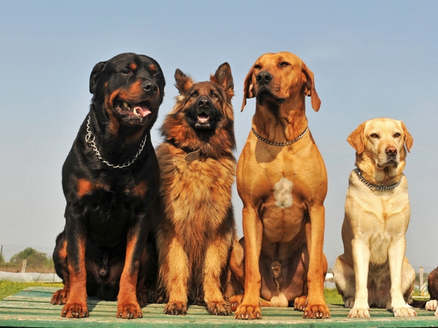 Крупные породы собак в Москве | ЗооТом портал о животных