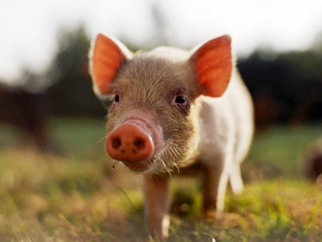 Все о свиньях в Москве | ЗооТом портал о животных