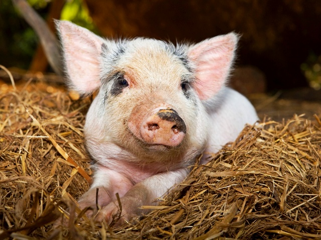 Все о свиньях в Москве | ЗооТом портал о животных